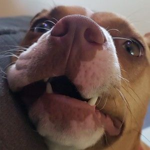 Meet your Posher, Donald